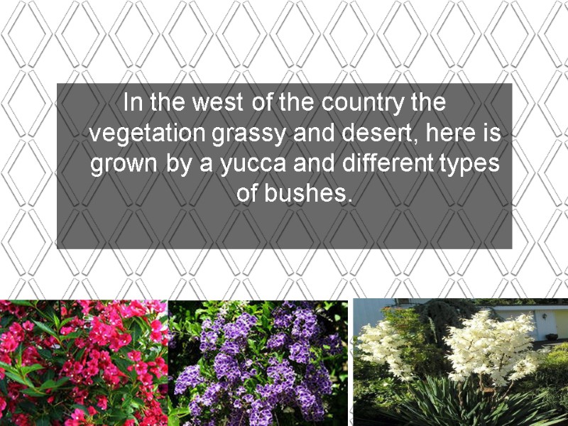 In the west of the country the vegetation grassy and desert, here is grown